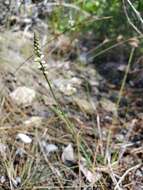 Polygala boykinii var. sparsifolia Wheelock的圖片