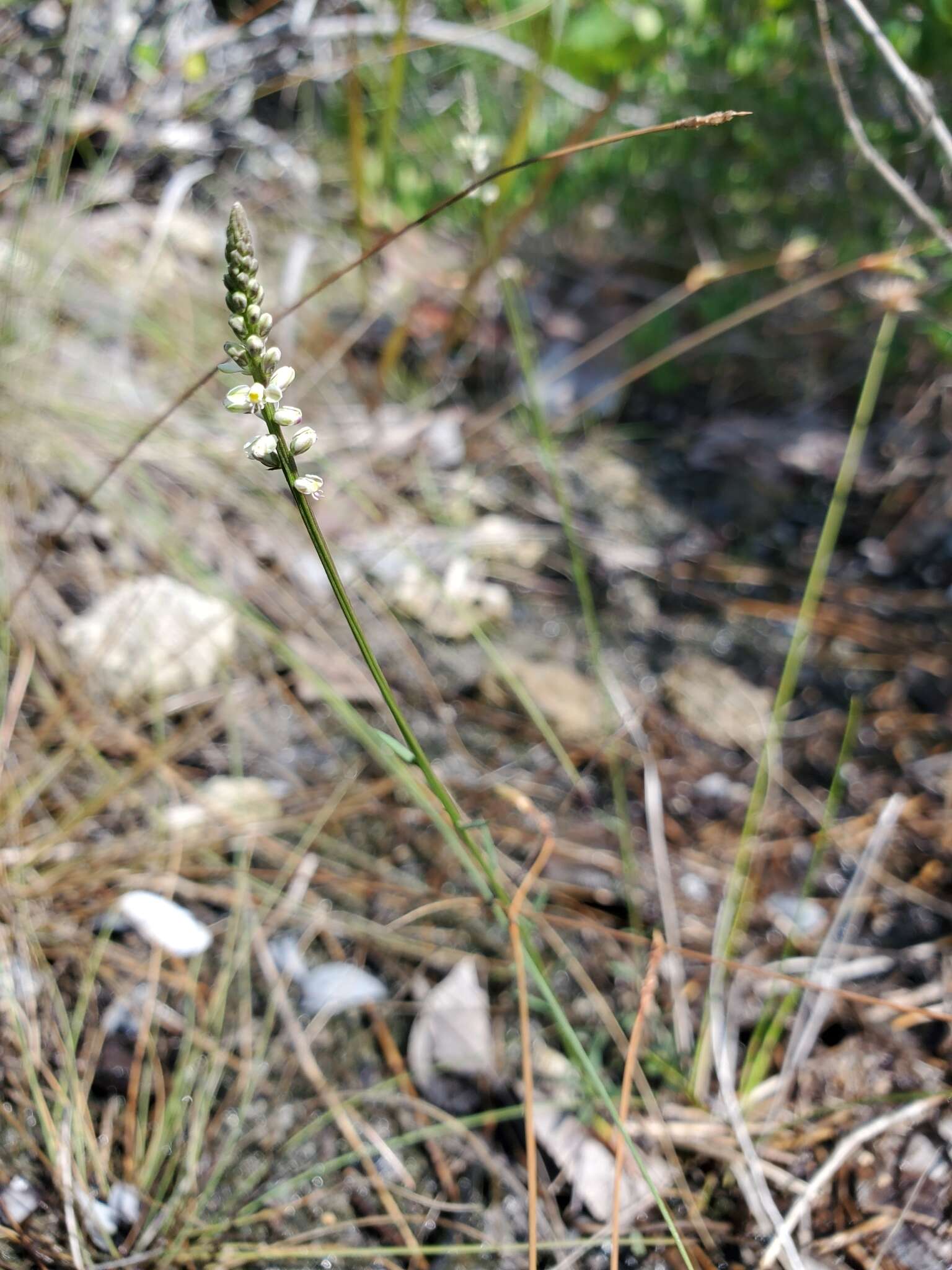 Polygala boykinii var. sparsifolia Wheelock的圖片