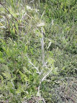 Imagem de Daucus carota subsp. sativus (Hoffm.) Schübl. & Martens