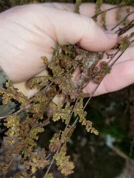 Image of Woolly lipfern