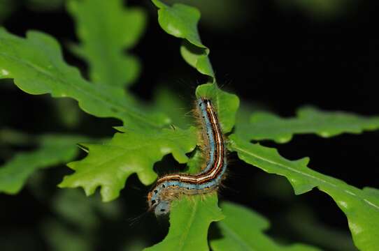 Imagem de Malacosoma neustria Linnaeus 1758