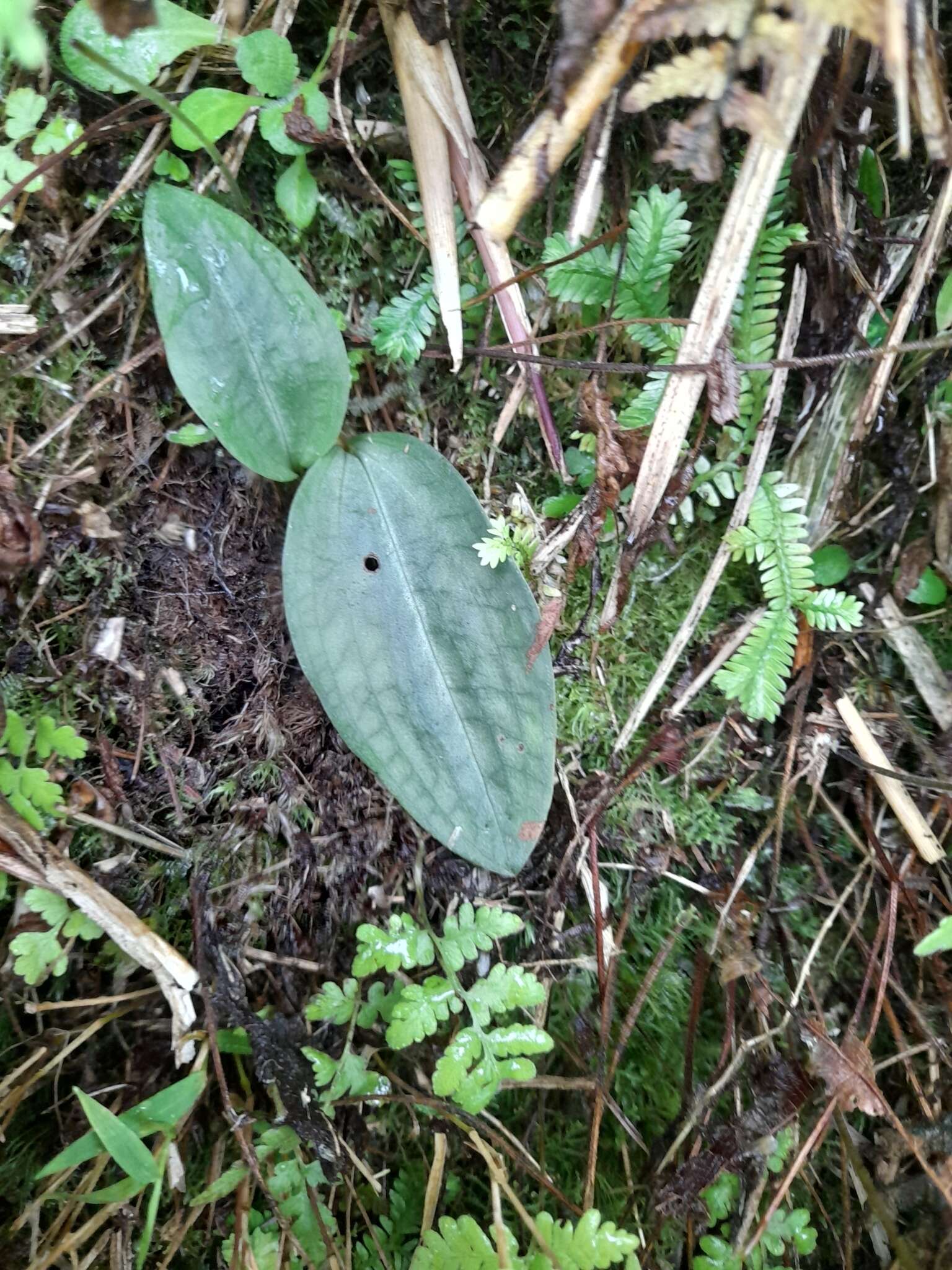 Слика од Platanthera stenoglossa Hayata