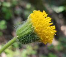 Image of rayless arnica