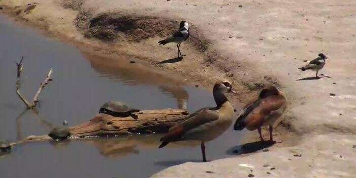 Image of Blacksmith Lapwing