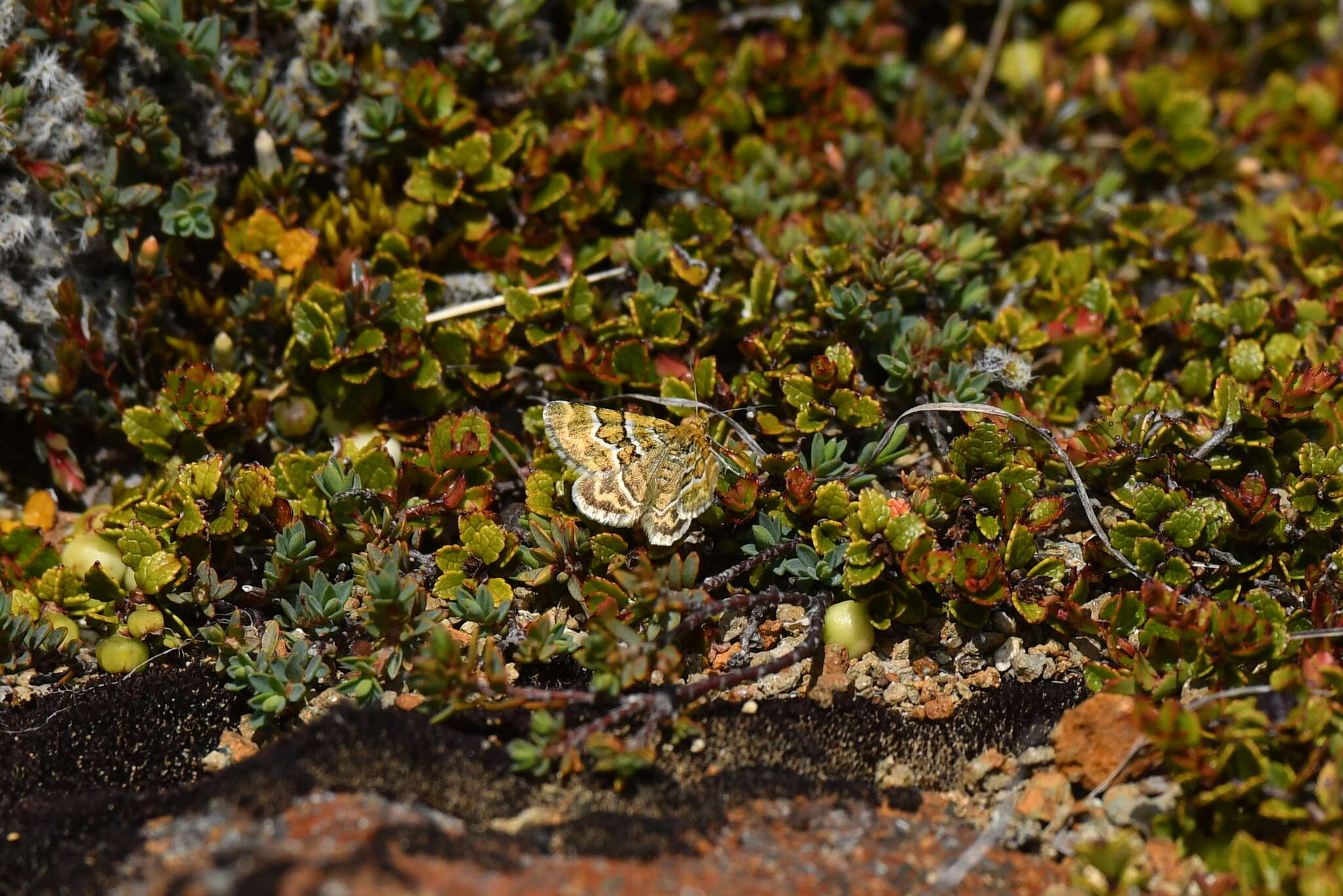 صورة Notoreas paradelpha Meyrick 1883