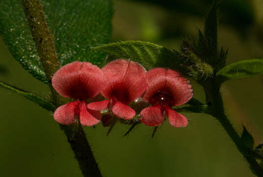 Imagem de Indigofera erythrogramma Baker