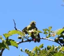 Chlorodrepanis virens wilsoni (Rothschild 1893)的圖片