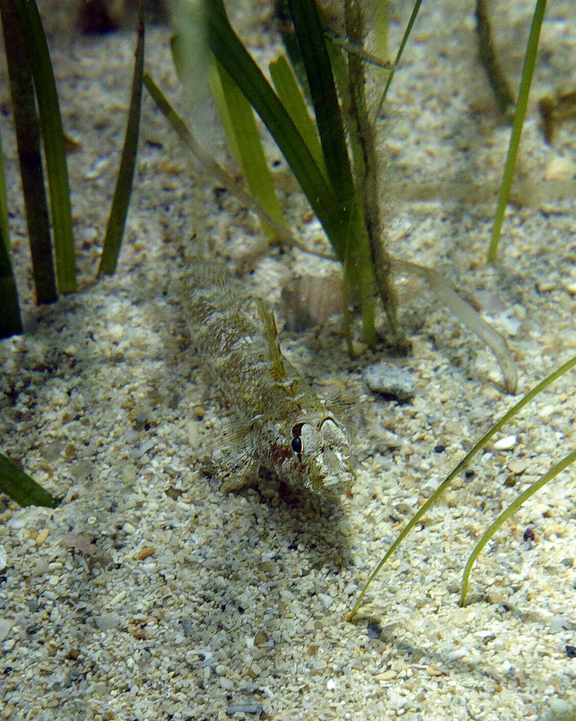 Image of Australian sailfin goby