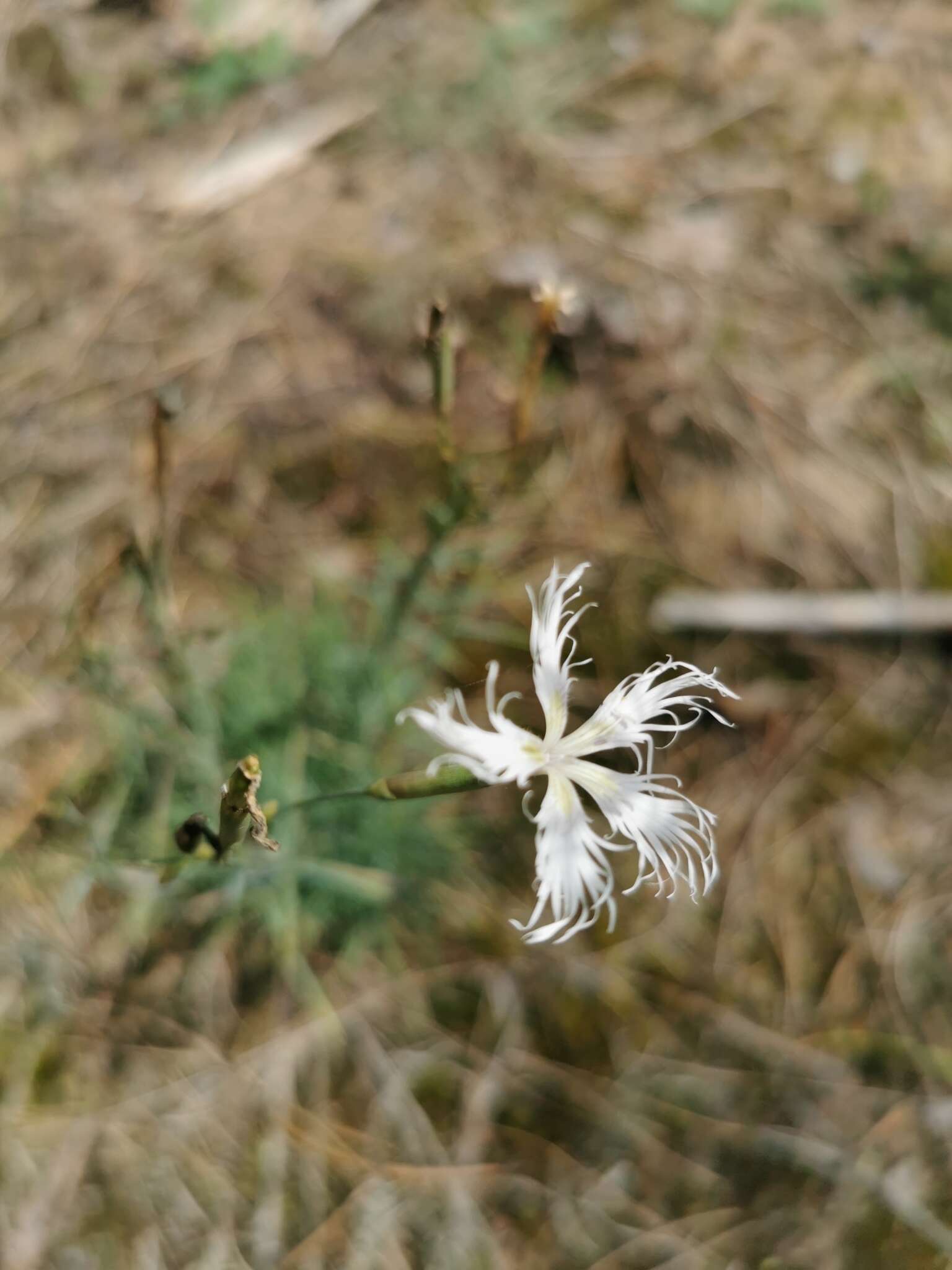 صورة Dianthus arenarius subsp. borussicus Vierh.