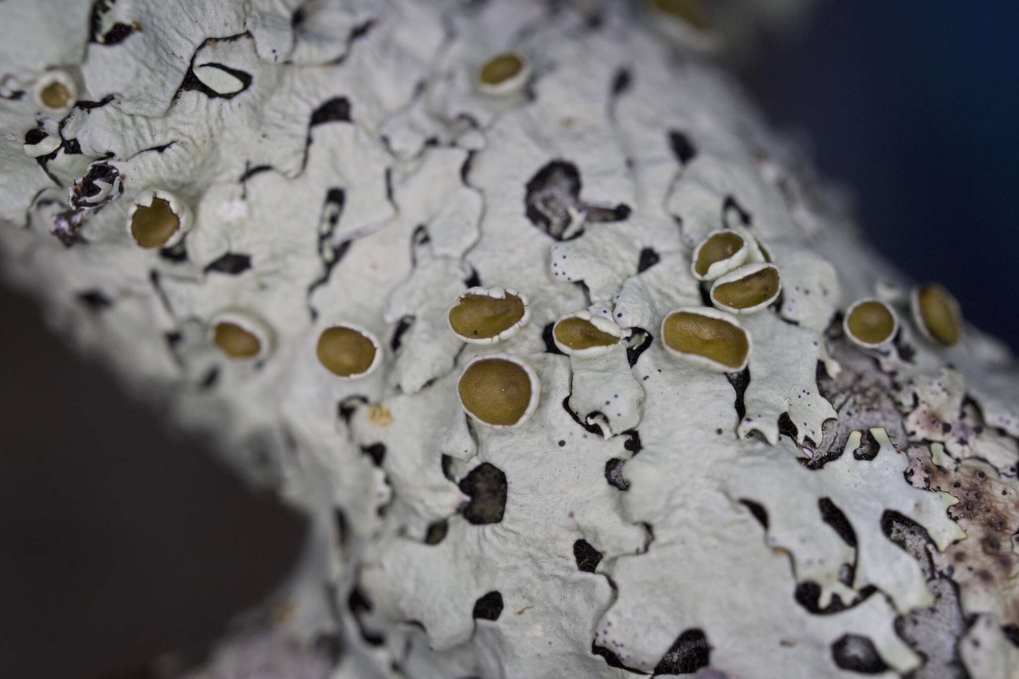 Image of hypotrachyna lichen