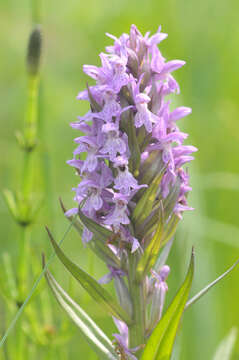 Image of Dactylorhiza praetermissa subsp. praetermissa