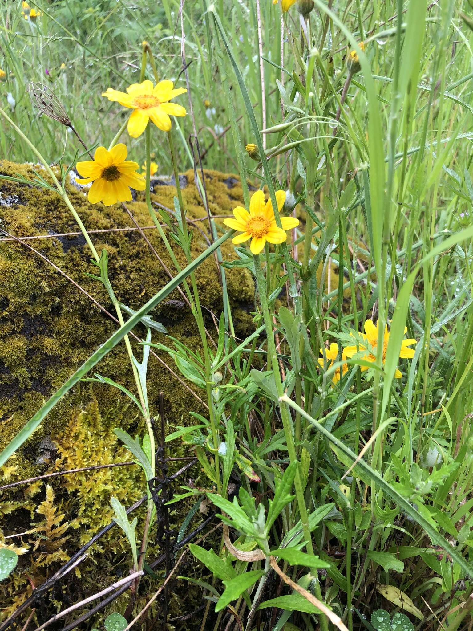 Plancia ëd Eriophyllum lanatum var. leucophyllum (DC.) W. R. Carter