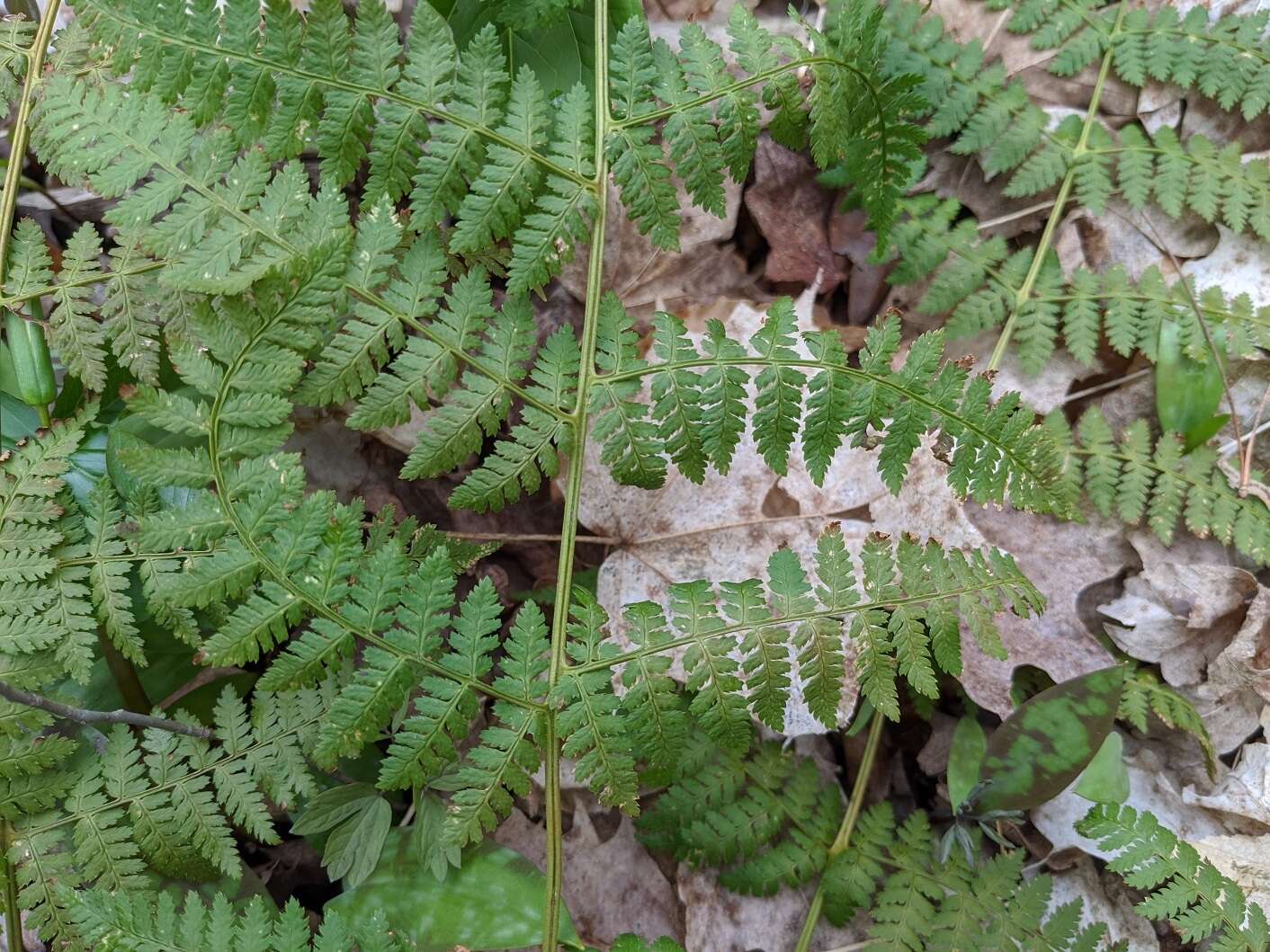 Image de Dryopteris triploidea Wherry