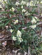 Image of white swallow-wort