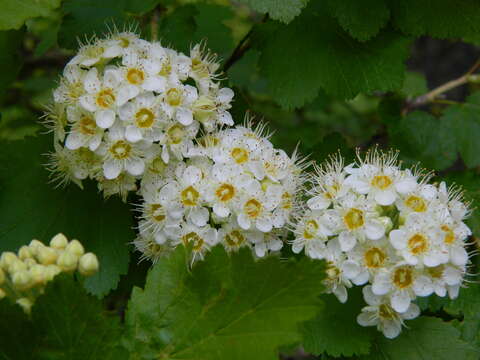 Plancia ëd Physocarpus malvaceus (Greene) Kuntze