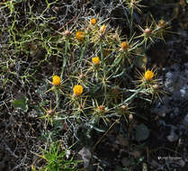 Image of Centaurea idaea Boiss. & Heldr.