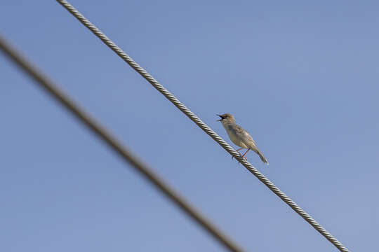 Image of Coastal Cisticola