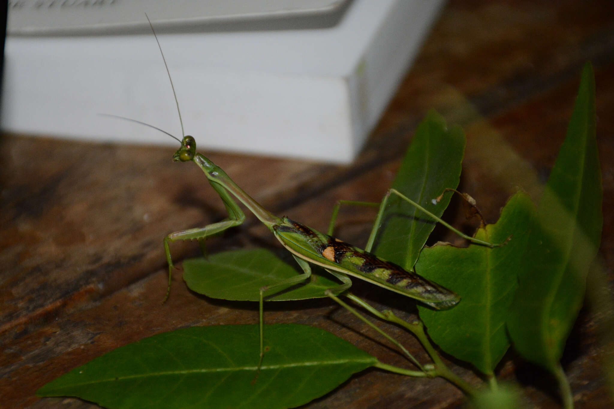 Image of African praying mantis