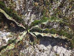 Image de Agave guttata Jacobi & C. D. Bouché