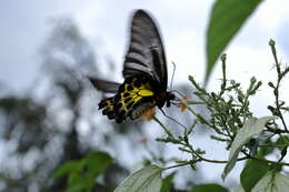 Image of Troides minos (Cramer (1779))