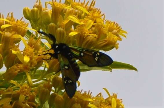 Image of Princely tiger moth