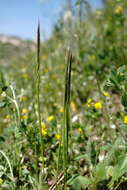 صورة Festuca subuliflora Scribn.