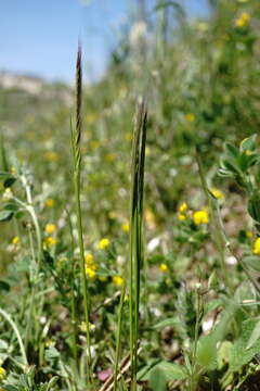 Image of crinkleawn fescue