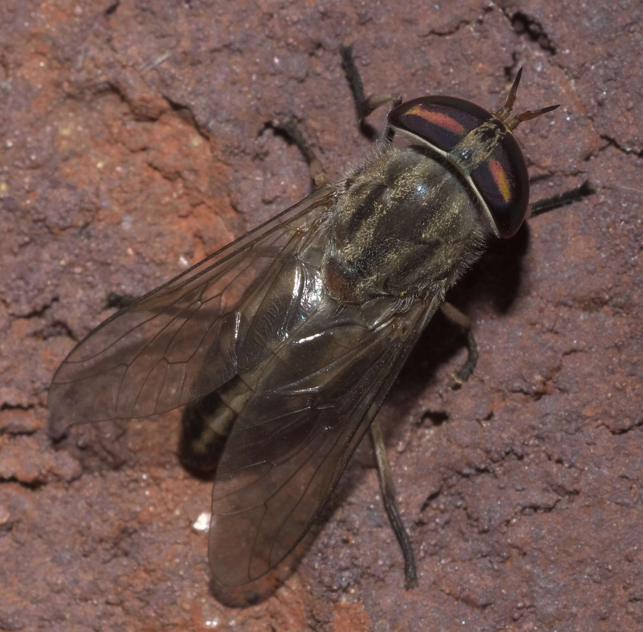 Image of Tabanus subsimilis Bellardi 1859