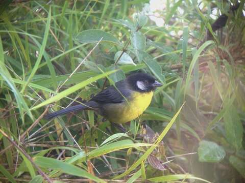 Image of Santa Marta Brush Finch