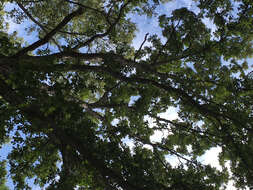 Image of Delta Post Oak