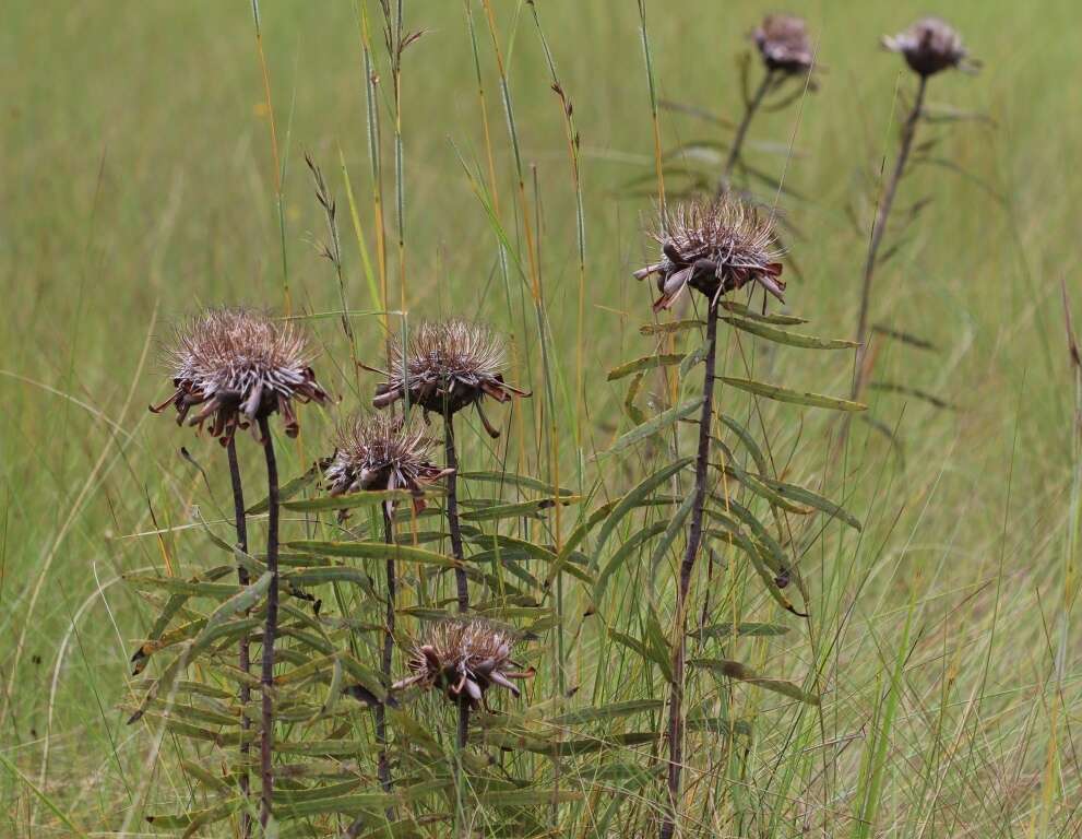 Image of Protea baumii Engl. & Gilg