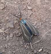 Image of Ctenucha cressonana Grote 1863