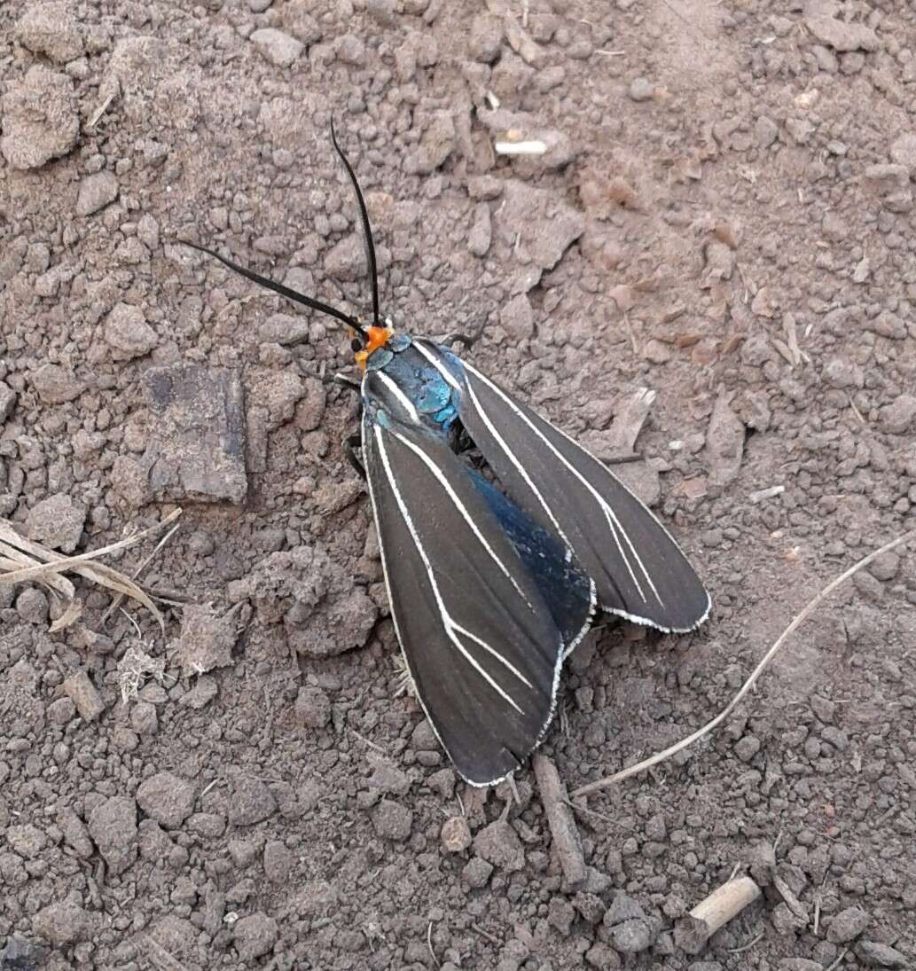 Image of Ctenucha cressonana Grote 1863