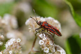 Image of Corizus hyoscyami nigridorsum (Puton 1874)