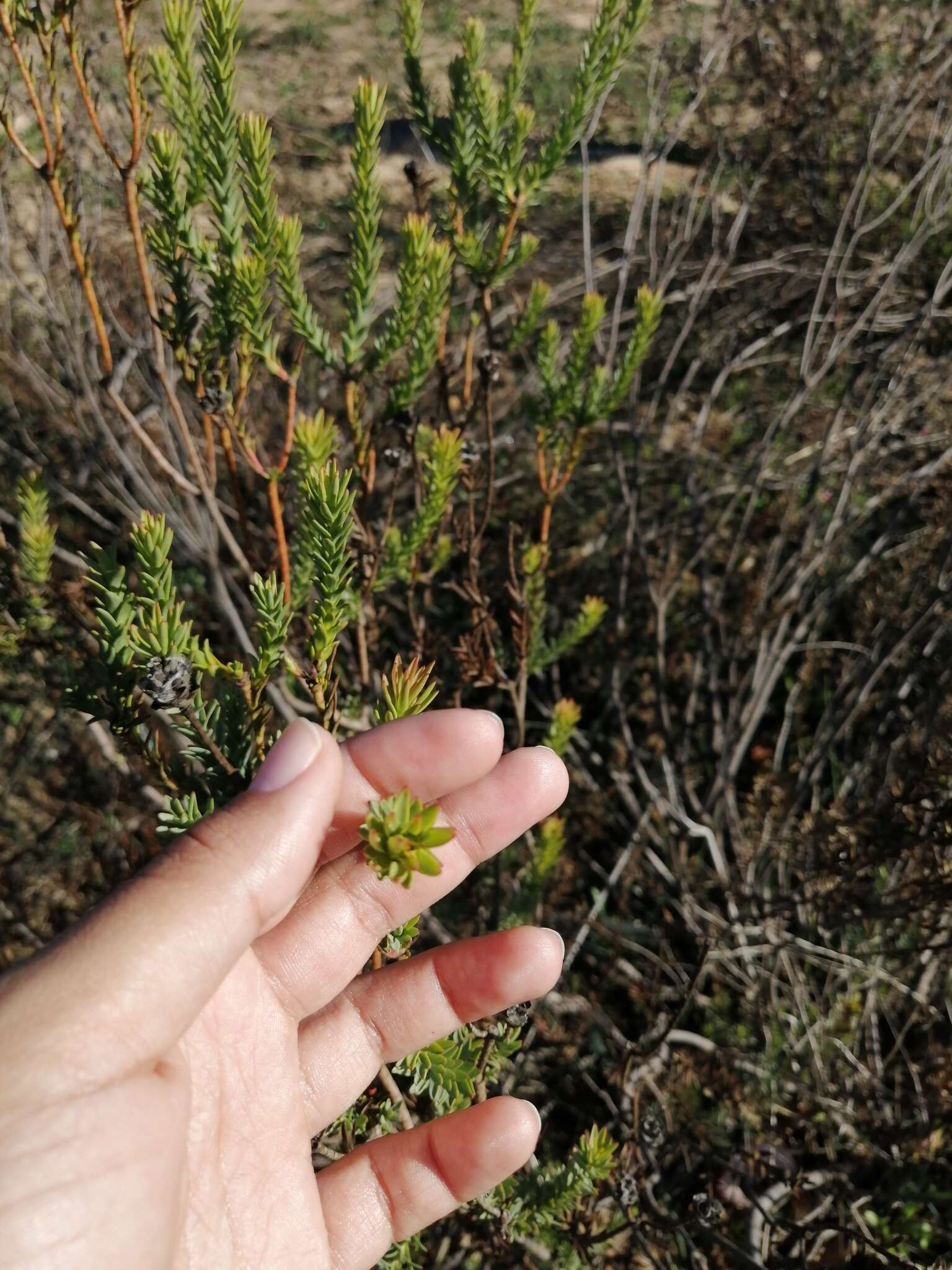 Image of <i>Leucadendron <i>lanigerum</i></i> var. lanigerum