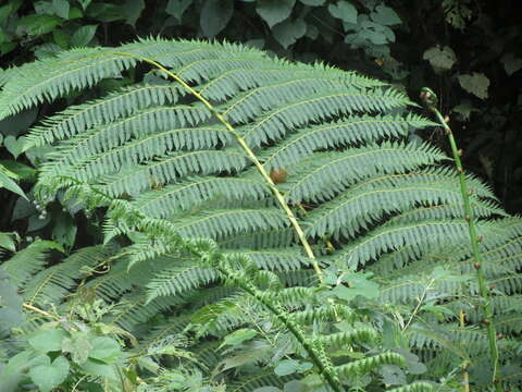 Image of Cyathea costaricensis (Mett. ex Kuhn) Domin