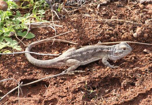 Image of Western netted dragon