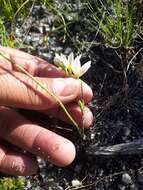 Image of Geissorhiza hispidula (R. C. Foster) Goldblatt