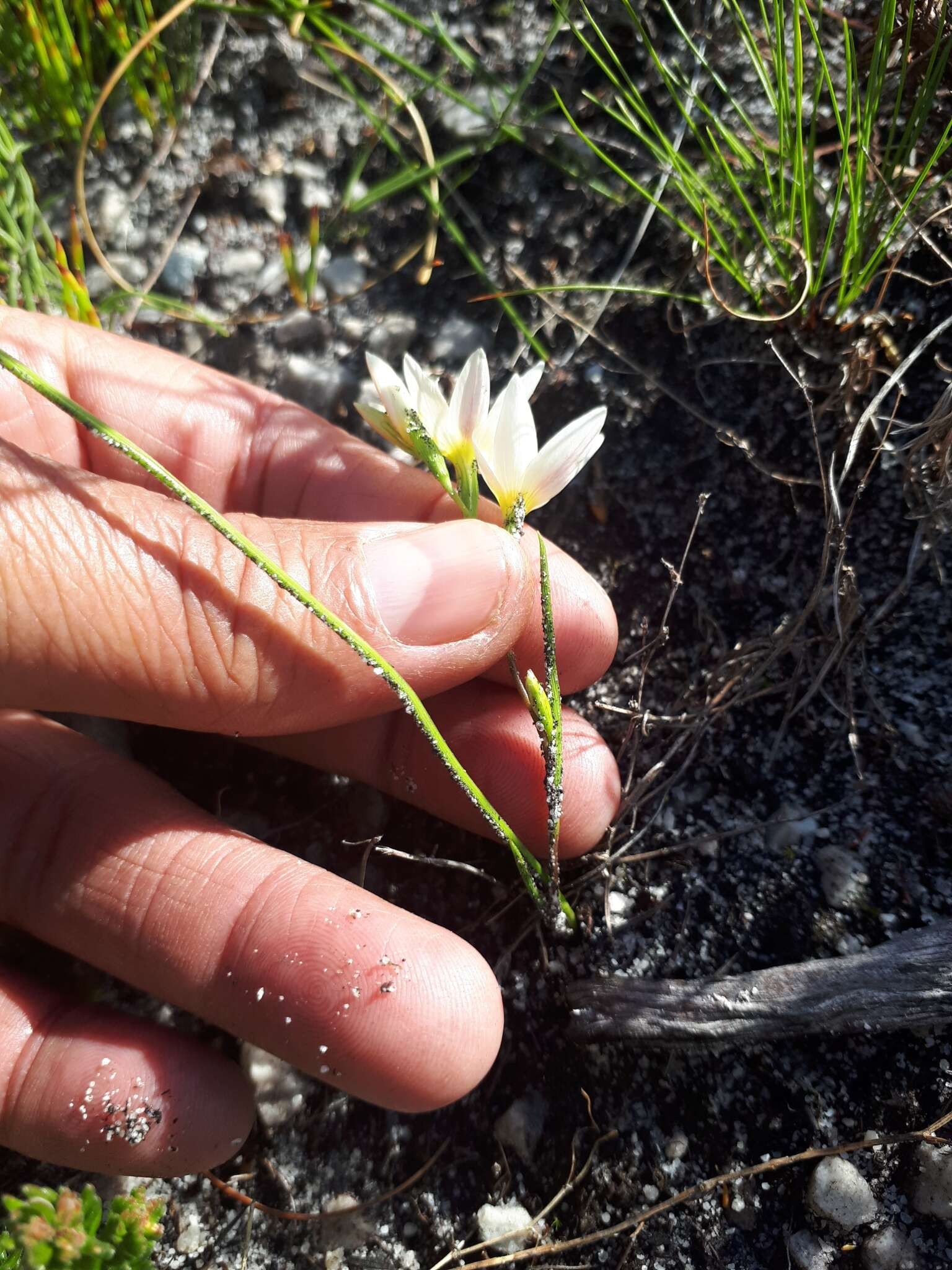 Image of Geissorhiza hispidula (R. C. Foster) Goldblatt