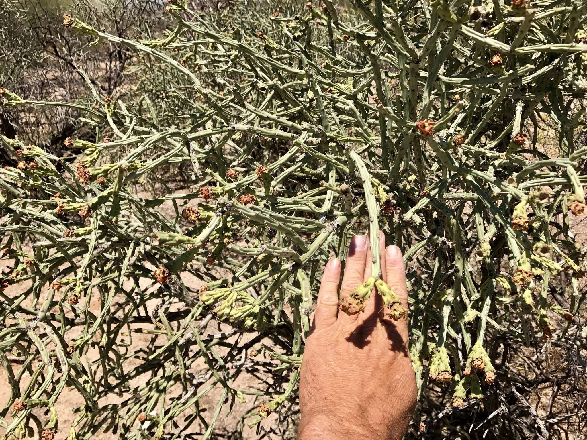 Image of Pencil Cholla