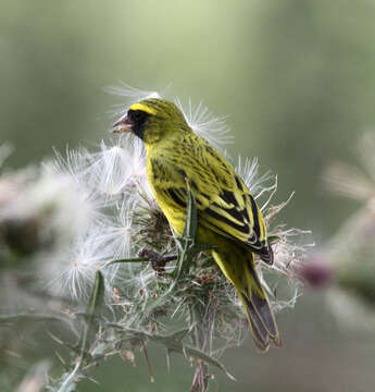 Image of African Citril