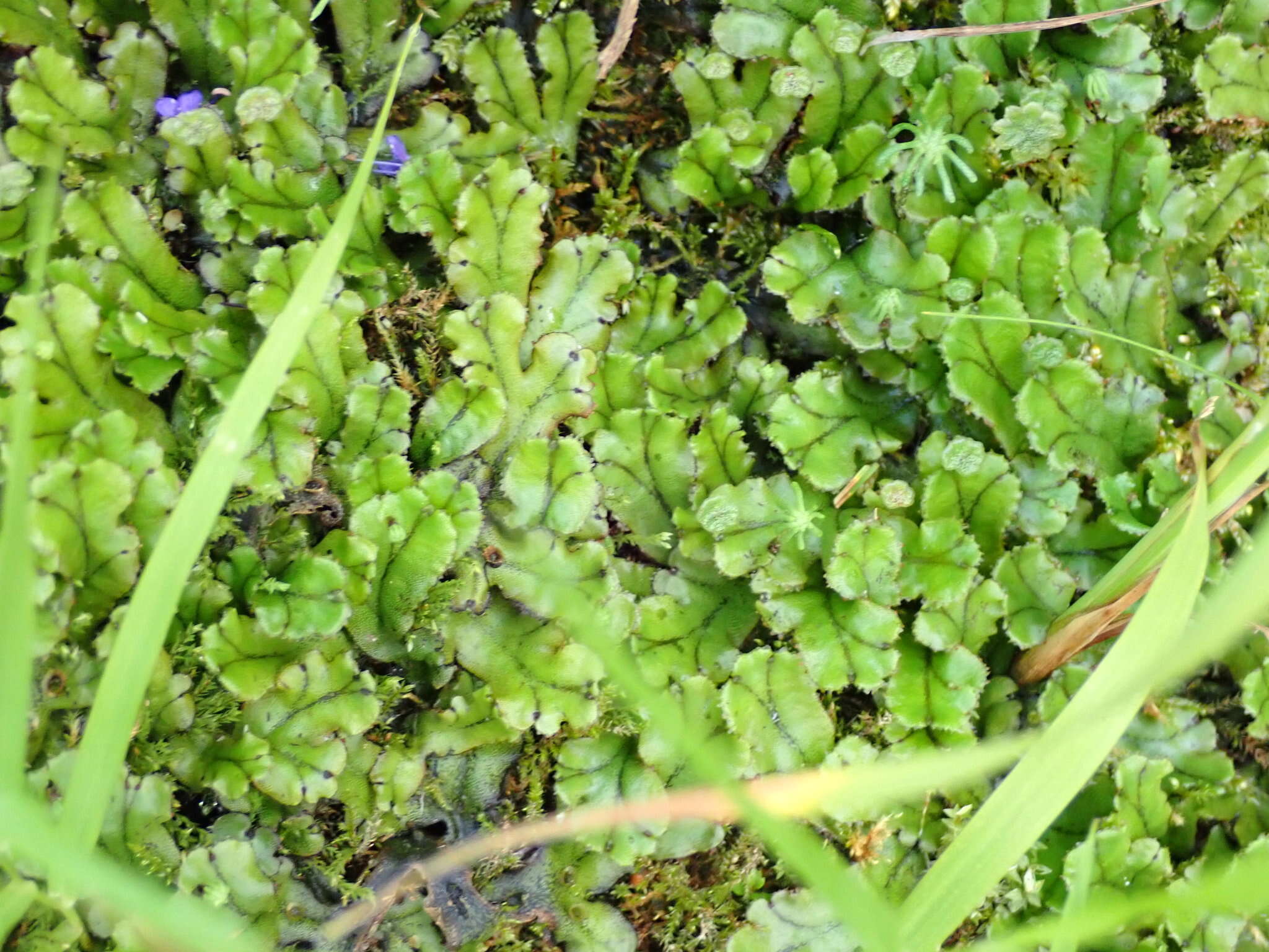 Image of Marchantia polymorpha subsp. polymorpha L.