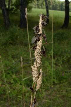 Image of Small black ant