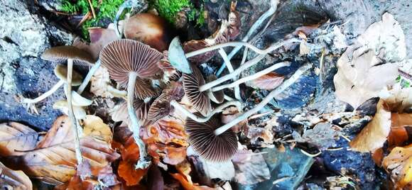 Image of Psilocybe serbica M. M. Moser & E. Horak 1969