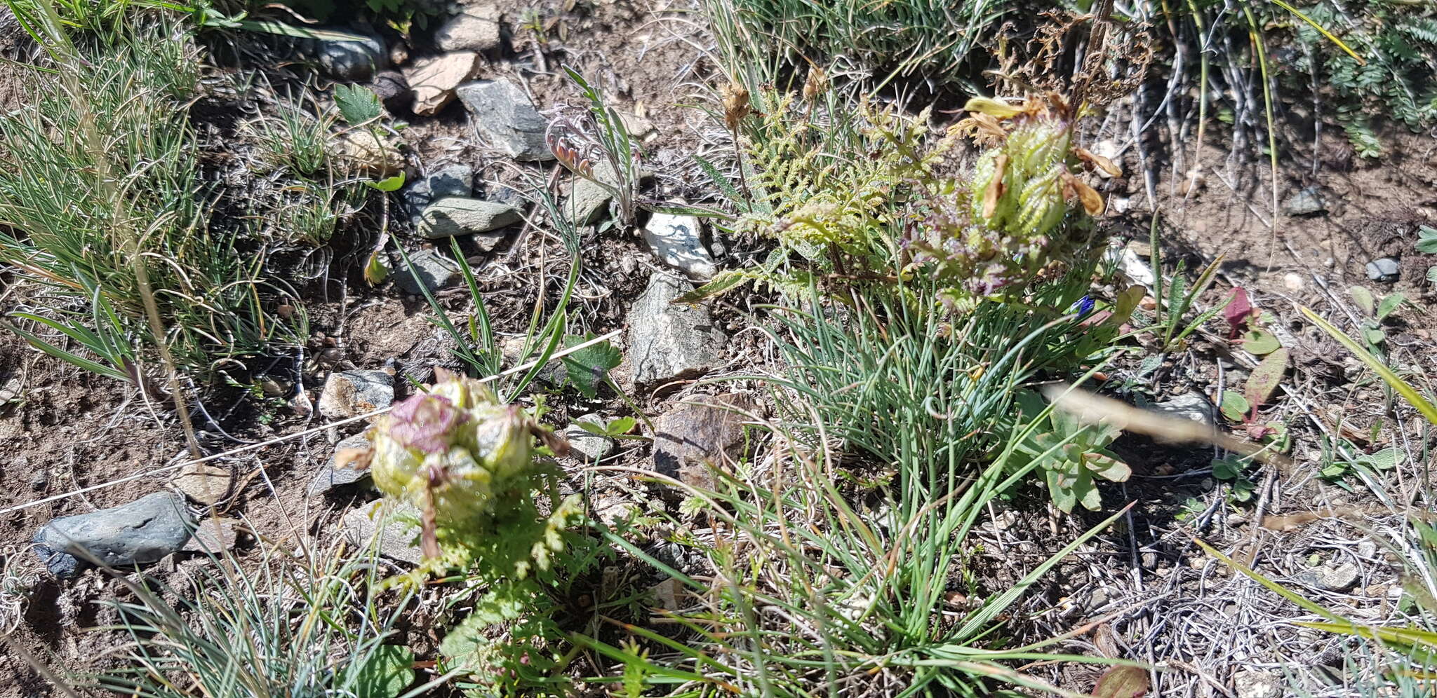 Imagem de Pedicularis abrotanifolia M. Bieb. ex Steven