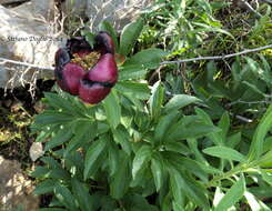 Image of Paeonia peregrina Miller