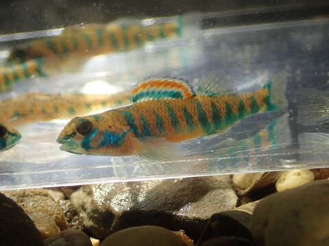 Image of Blueside Darter