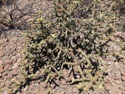 Image of Cylindropuntia alcahes (F. A. C. Weber) F. M. Knuth