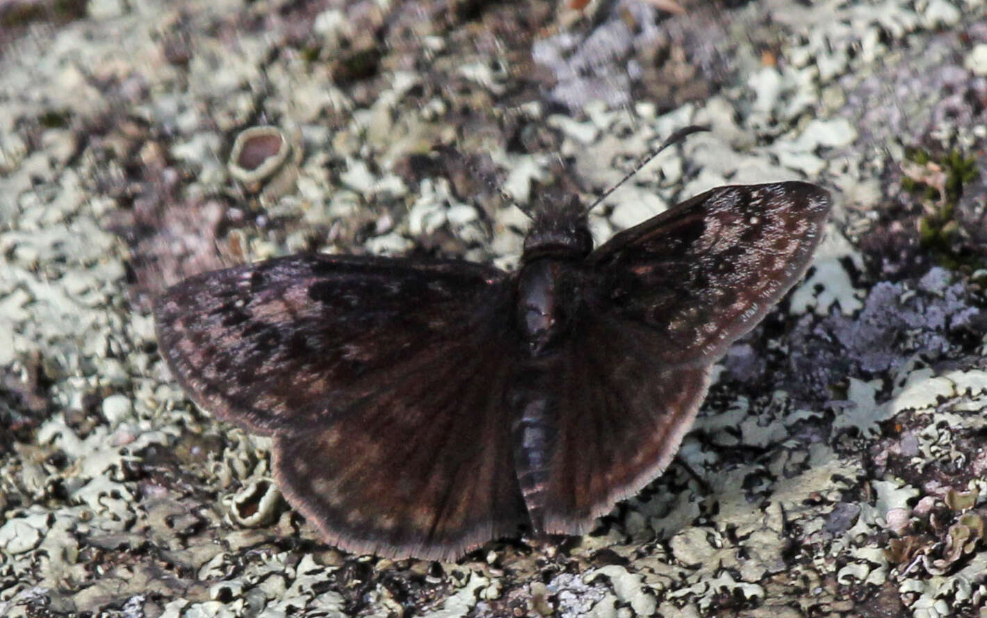 Image de Erynnis lucilius Scudder & Burgess 1870