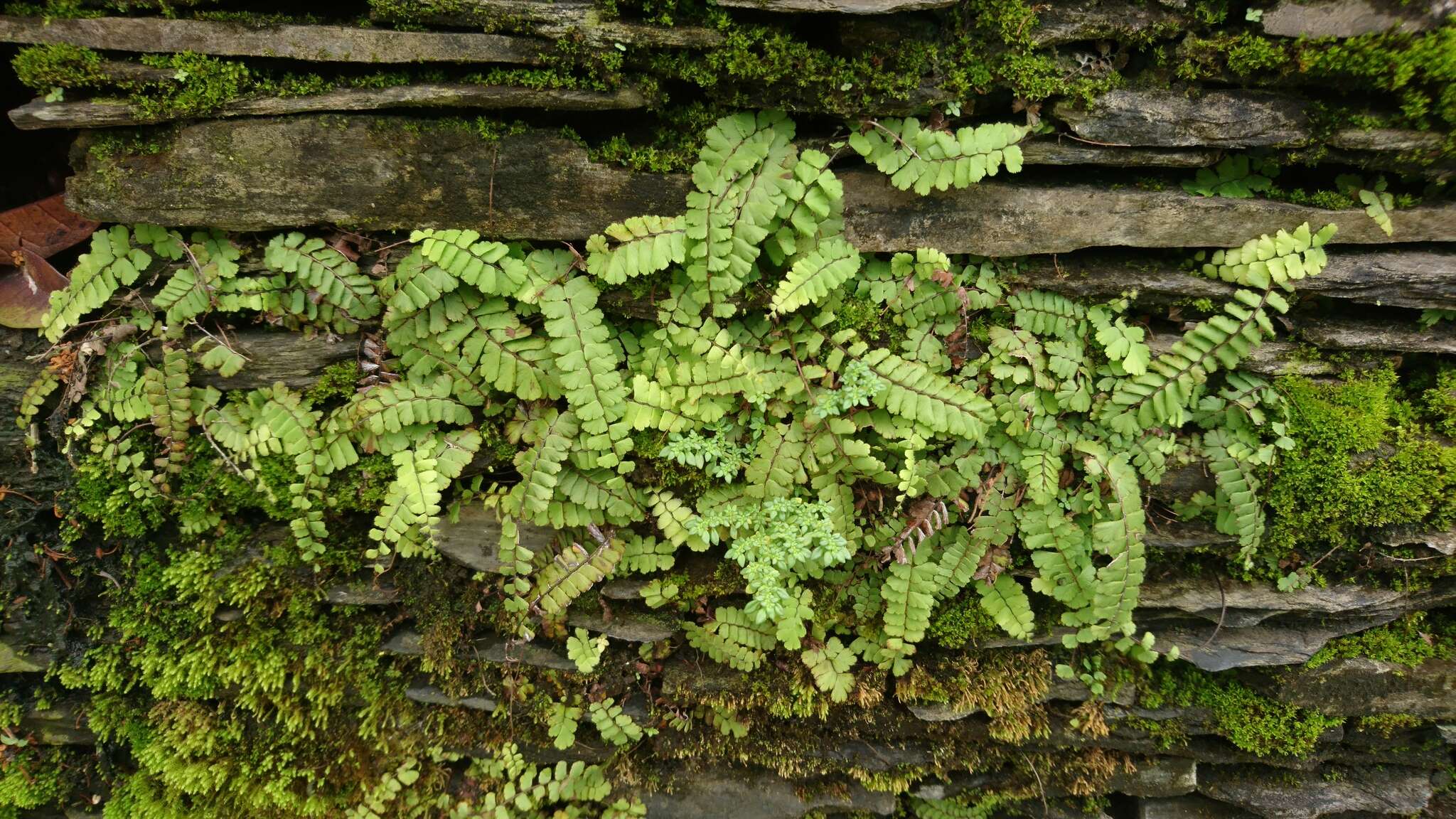 Adiantum ciliatum Bl.的圖片